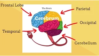 Parts of the Brain-Human Brain Structure and Function