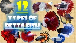 12 Types of Betta Fish