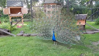 Танцующий павлин | Peacock dancing