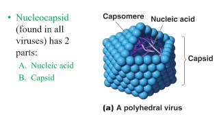 Chapter 5- Virology