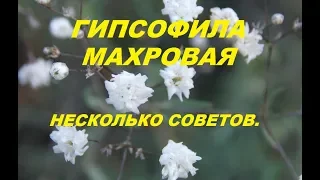 Несколько советов тем,кто решил вырастить гипсофилу махровую.