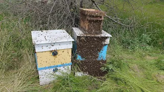 Поймали три огромных роя пчёл