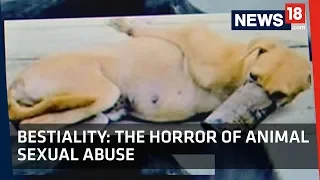 Bestiality | The Horror of Animal Sexual Abuse