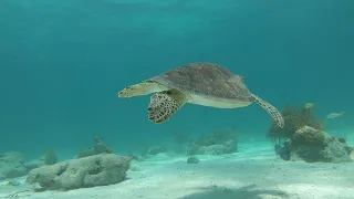 A Relaxing and Hypnotic Ocean Journey With a Green Sea Turtle