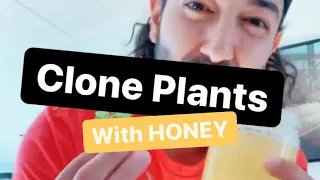 Clone Plants Using Honey | Garden Hack