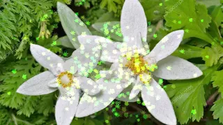 Эдельвейс- цветок нежности и любви!