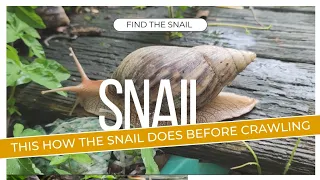 ARE YOU YOU WANDERING HOW THE SNAIL DOES BEFORE CRAWLING