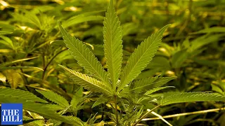 Chuck Schumer calls for the decriminalization of marijuana