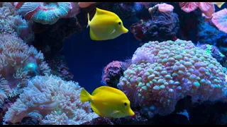 10 HOURS  CORAL REEF AQUARIUM COLLECTION  BEST RELAXING SWEET  MUSIC • SLEEP MUSIC
