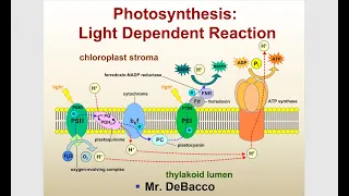 Photosynthesis Light Dependent Reaction