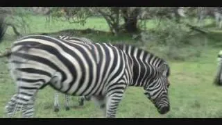 Zebra Survived Lion Hunt