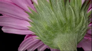 Gerbera - AKA African Daisy photogrammetry