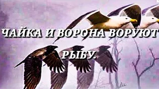 Чайка и ворона воруют рыбу. Битва за еду. A seagull and a crow steal fish. Food battle.