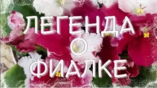 Красивая Легенда о фиалке