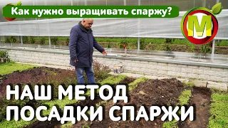 Как НУЖНО выращивать спаржу. НАШ МЕТОД ПОСАДКИ СПАРЖИ