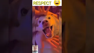 #funnyanimals #shortsvideo #respect Animals dogs and cats