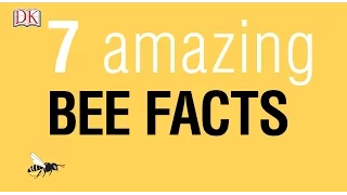 7 Amazing Bee Facts