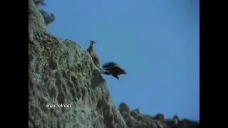 Golden Eagle Dragging Mountain Goat Off Cliff