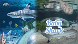 Baby Shark 🦈  / Deutschlands Größte Hai-Aufzucht