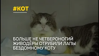 В Барнауле нашли кота с отрубленными лапами. Новосибирские ветеринары могут установить ему протезы