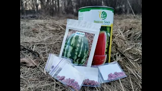 Огляд насіння Кавуни від Innova Seeds