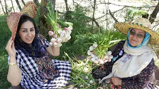 Harvesting in Talesh. Iranian nomadic lifestyle