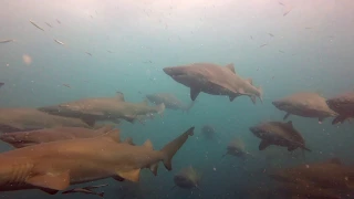 Sand Tiger Shark Encounter, North Carolina