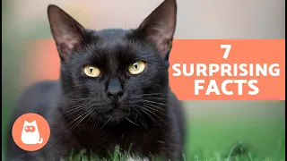 7 FACTS About BLACK CATS 🐱🖤 Are They Bad Luck? Are They Adopted Less Often?