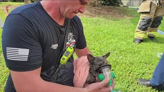 Animals saved from Lawrenceville house fire: Gwinnett Fire