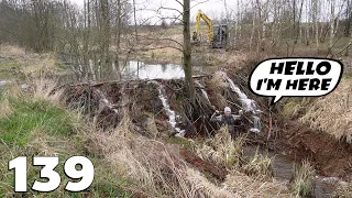 A Beaver Dam Of Incredible Size - Beaver Dam Removal With Excavator No.139