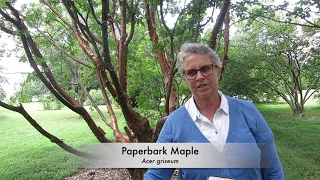 Paperbark Maple (Acer griseum)