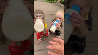 #monkey #animals #funny #trendingshorts #smart #memes #cutebaby #babycute #socute #viral #shorts