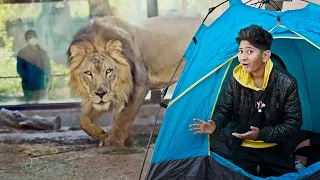 Surviving 24 Hours in a LION Cage!