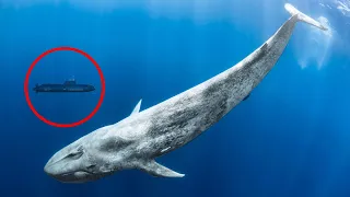 15 Biggest Animals You Won't Believe Actually Exist!