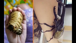 Everything You Need To Know About Giant Beetles