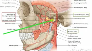 Maxillary artery 1