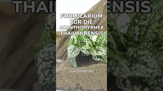 Setup: Acanthomyrmex thailandensis