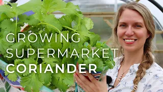Tips on Growing Coriander from the Supermarket (fresh cilantro all summer!)