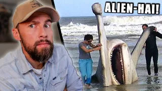 Riesiger ALIEN-HAI gestrandet! - Ist er echt? | 10 gefangene Seemonster | Robert Marc Lehmann