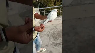 How clever is this pigeon😱🕊️👌 #pigeon #shortfeed #youtubeshorts #vairalvideo 😱❤️🕊️👌🙏