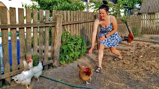 Farmer's wife and small chicken farm. Life in the village of a young girl