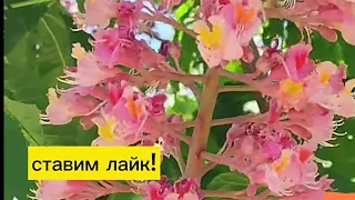 Конский #каштан мясокрасный. Красивейшее #дерево, яркие #цветы. Город #Ахтубинск