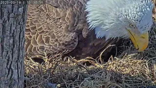 Martin got blown off the eggs - Dulles Greenway Eagle Cam