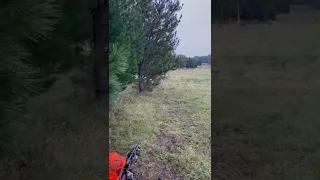 State Forest Fox Hunt 🦊