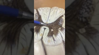 Лаб работа-7 (Спинной мозг) Анатомия