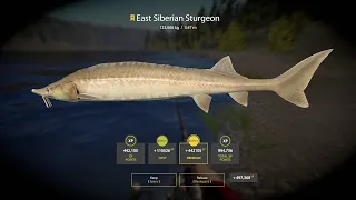 HUGE East Siberian  Sturgeon Trophy Tunguska River Russian Fishing 4 RF4