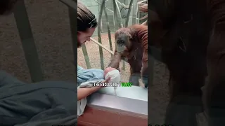 This orangutan’s love for babies! ❤️