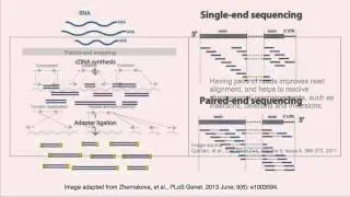 Paired-end vs single-end sequencing reads