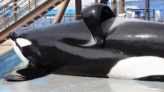 Kyuquot and Tuar during Inside Look at SeaWorld San Antonio November 5, 2023 12PM