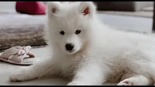 Bringing Samoyed Puppy Home & Intro to Cat Brother